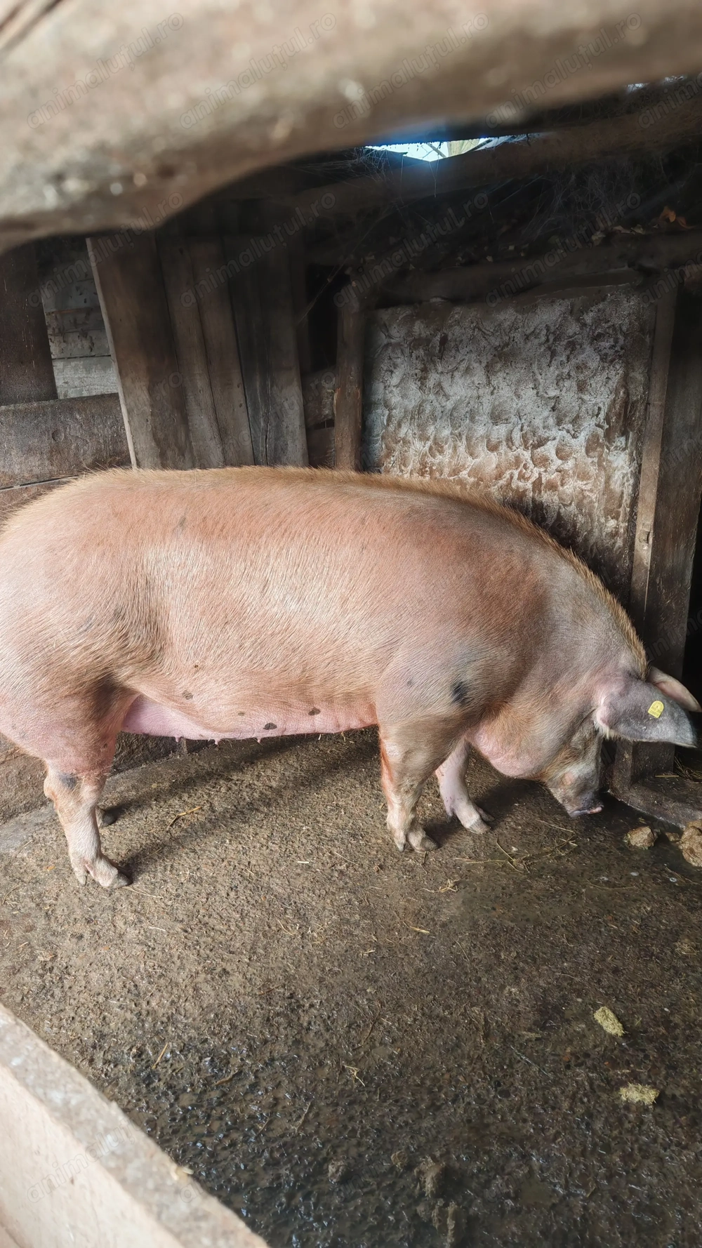 P  o  r  c  i    de   vânzare 