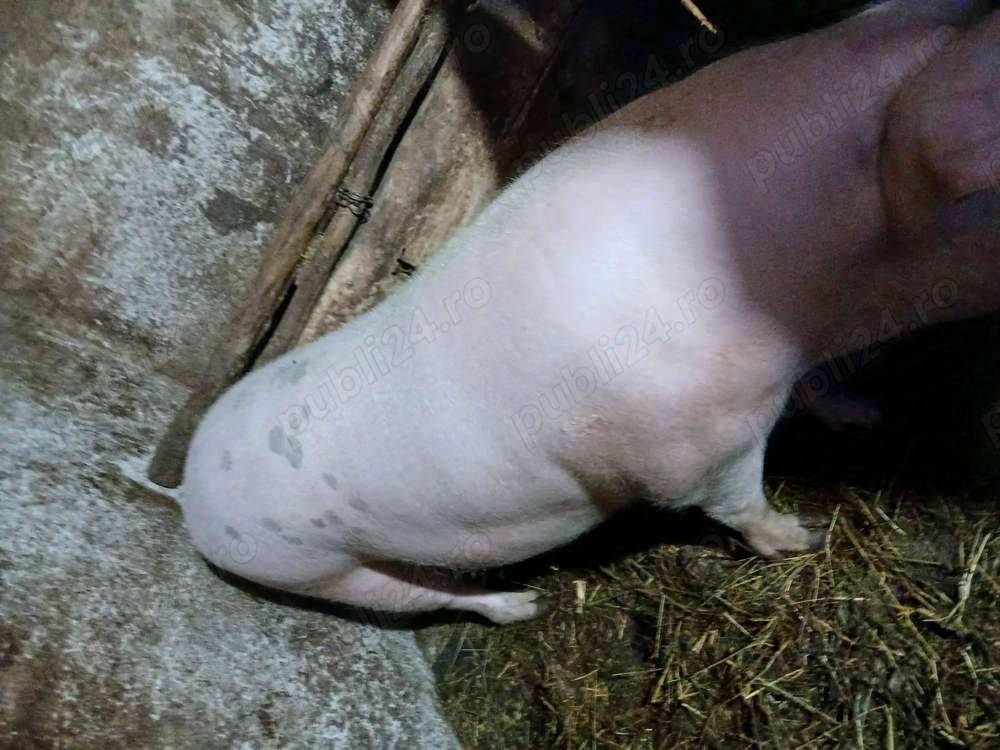 Vînd porc crescut la curte rasă de carne