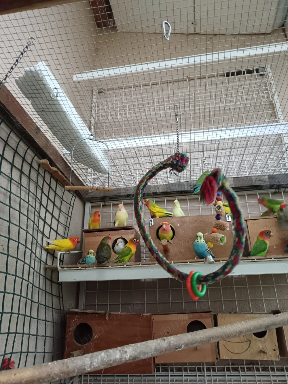 De vînzare agaponis și perusi