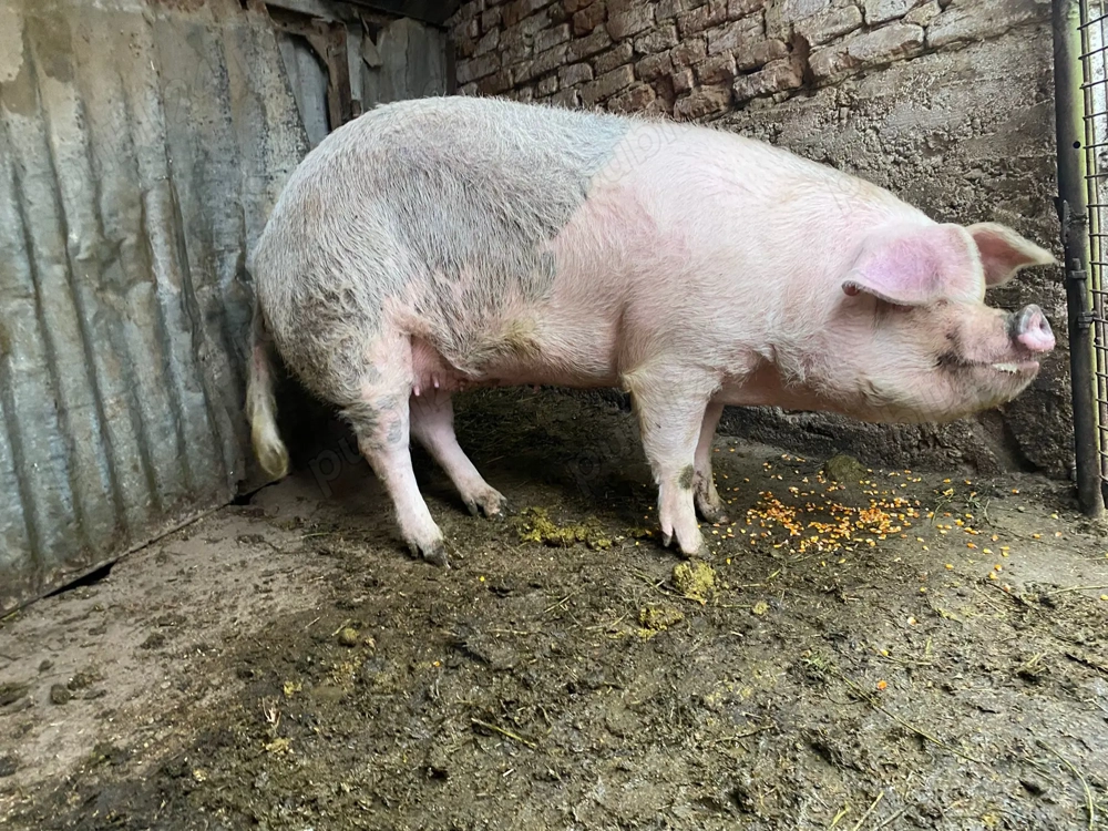 Vand scroafa de  aproximativ 210 kg