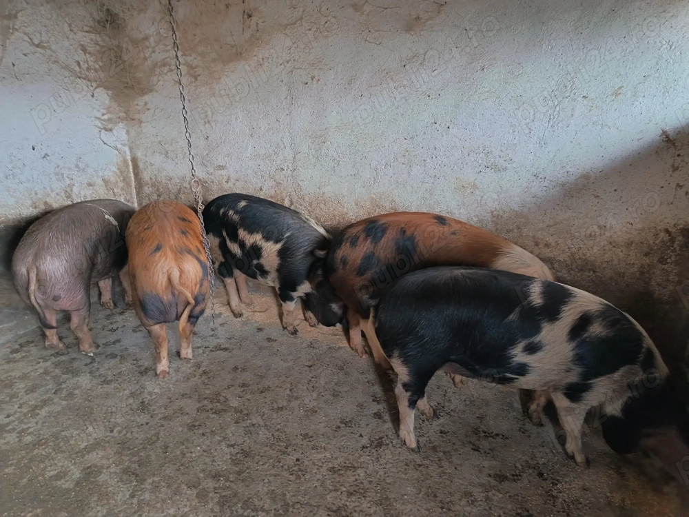 Porci de carne pentru sacrificare 