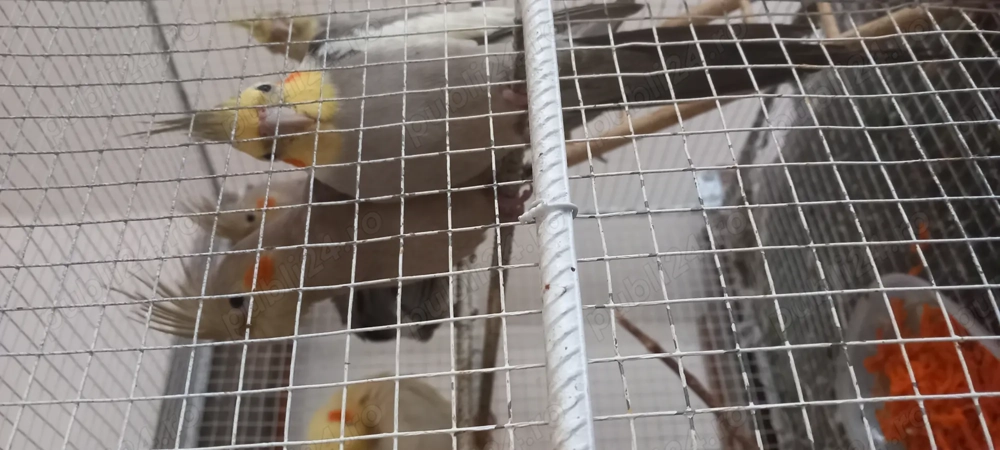 Papagal ninfa caută casă 