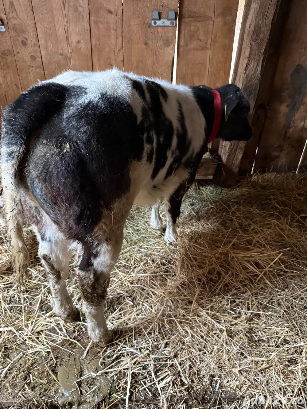 vitea belga 75 de vanzare