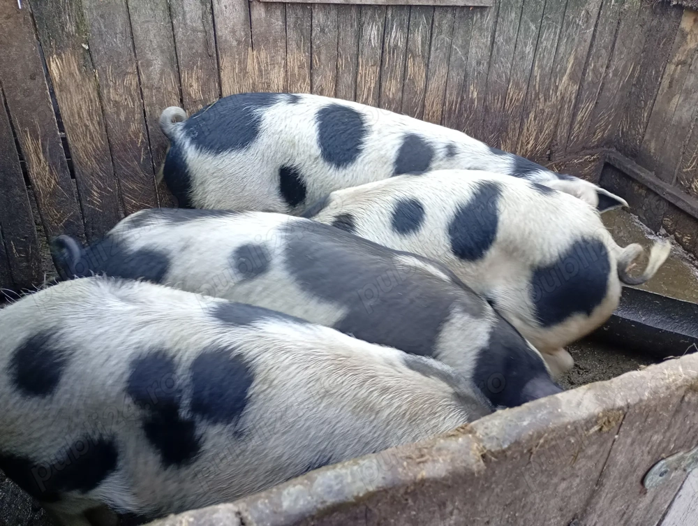 Porci disponibili pentru craciun