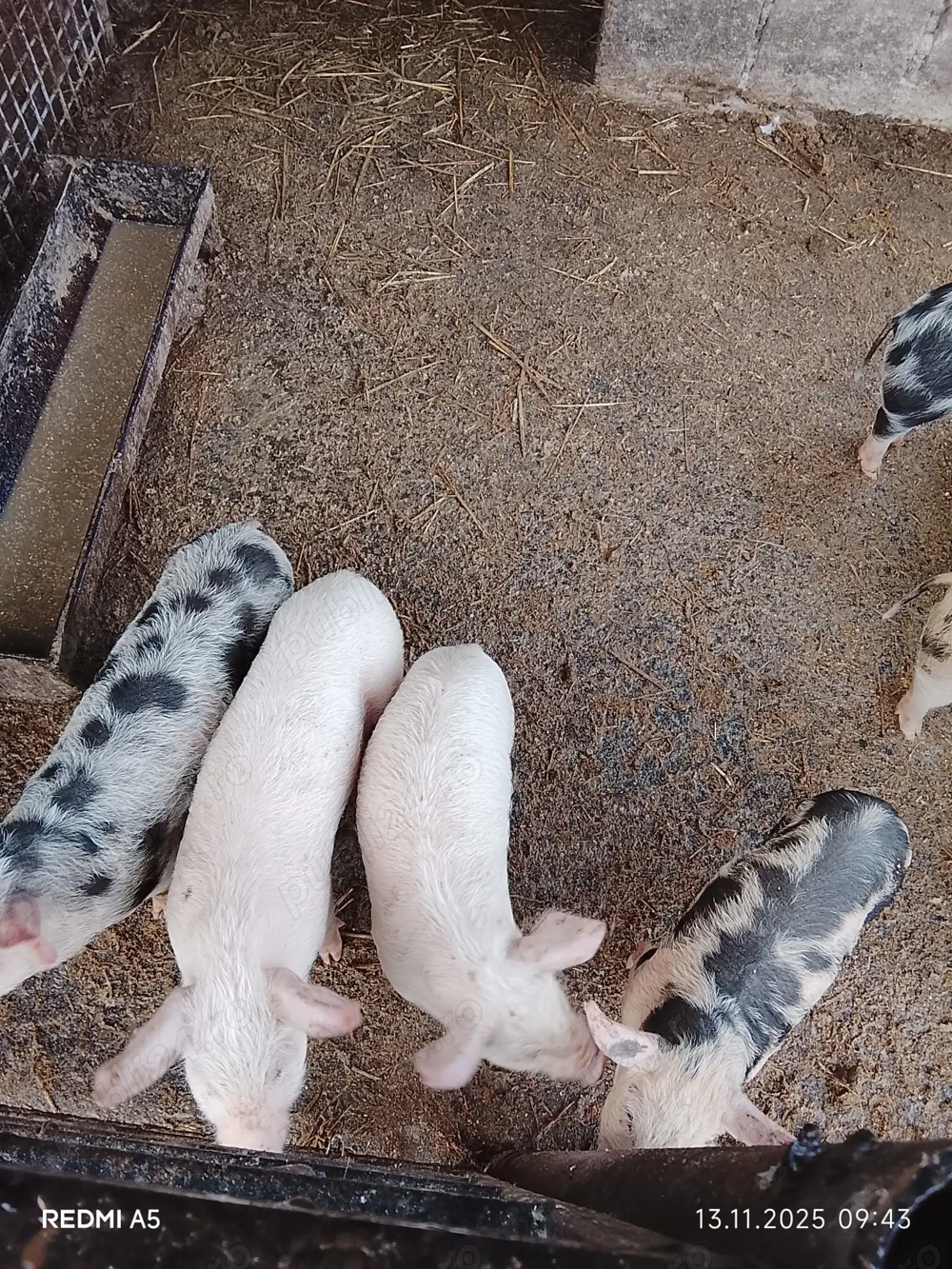 Vand purcei   de 7 saptamani