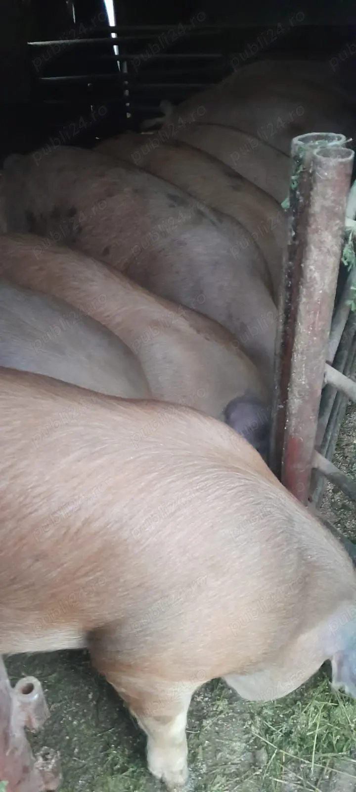 Vand porci rasa Duroc!