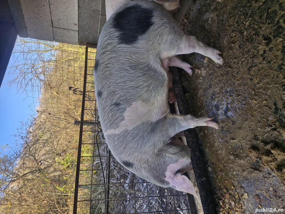 Pregatit de plecare.