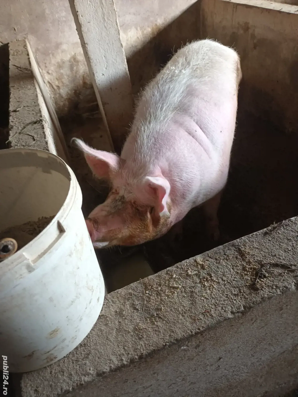 vand scroafa de 400kg