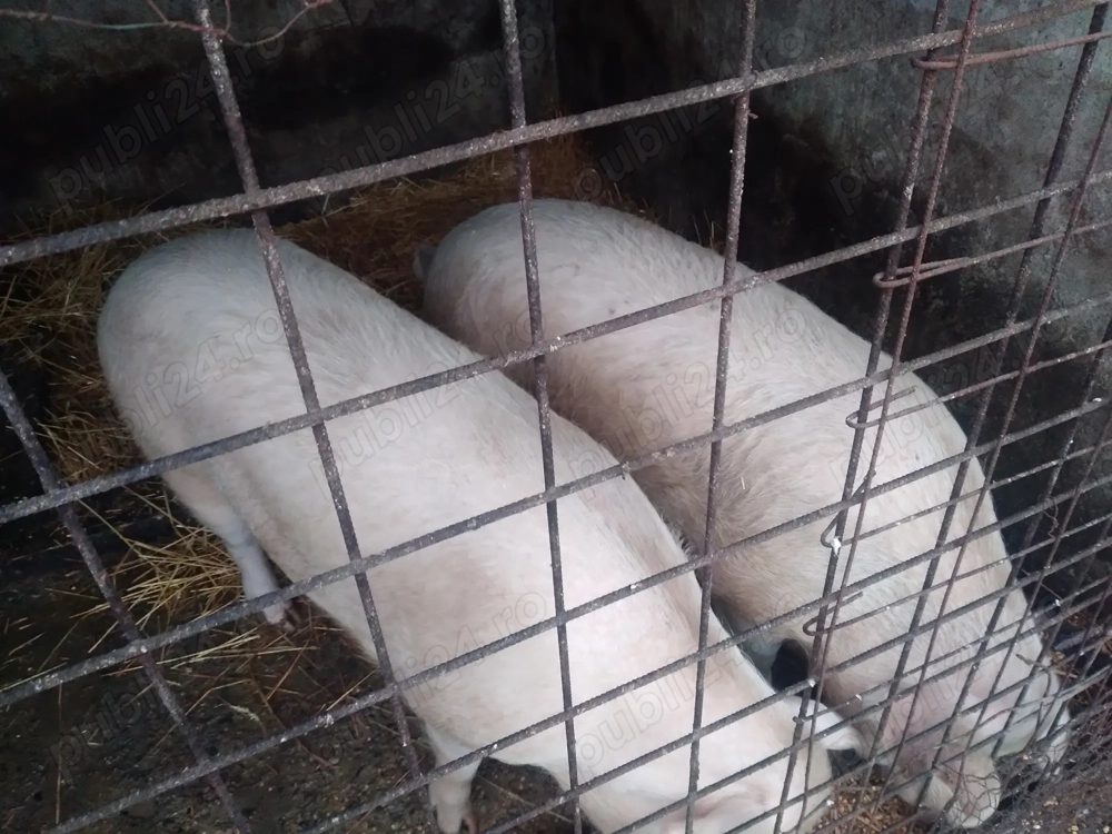 Vand porc, intre 150-170 kg