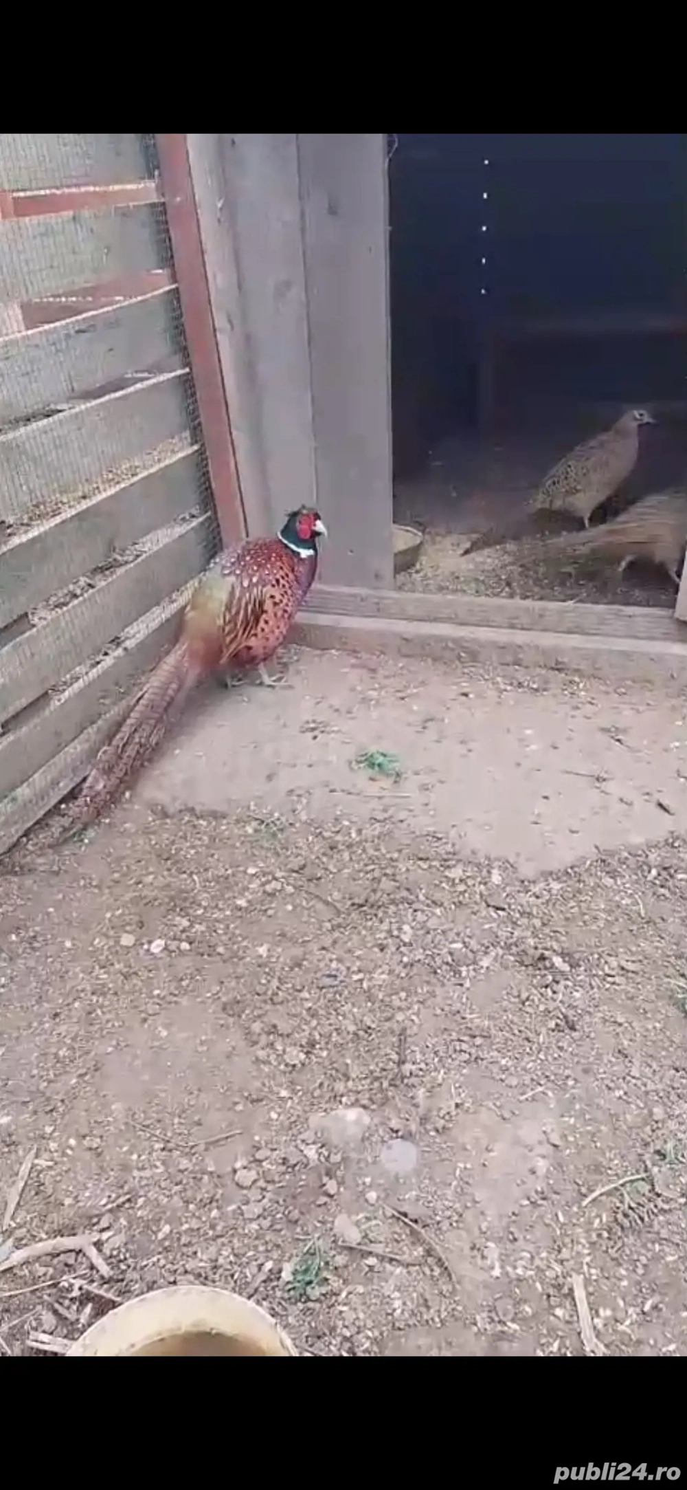 2 fazanite si un mascul 200 de lei bucata nu se vand fara mascul