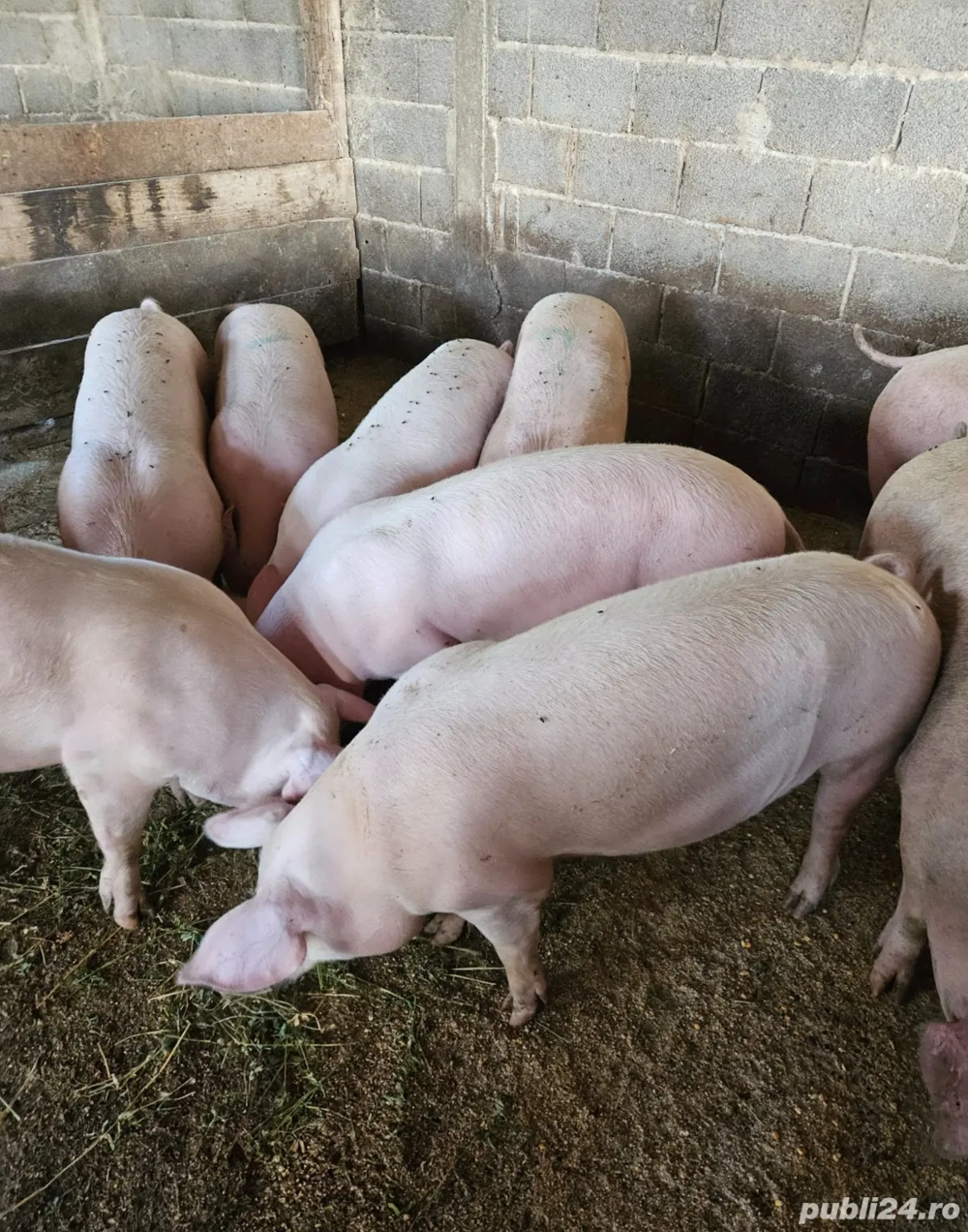 Porci crescuți natural 