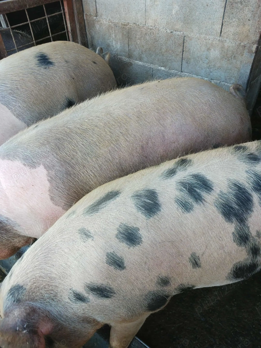 Porci de vânzare 15lei kg 