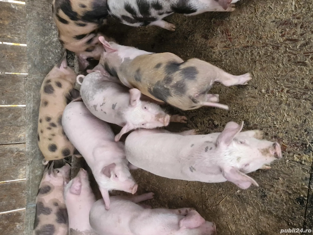 Vând șoldănași și purcei