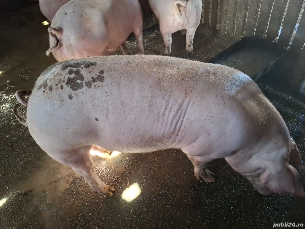 Porci crescut natural 100-130 kg