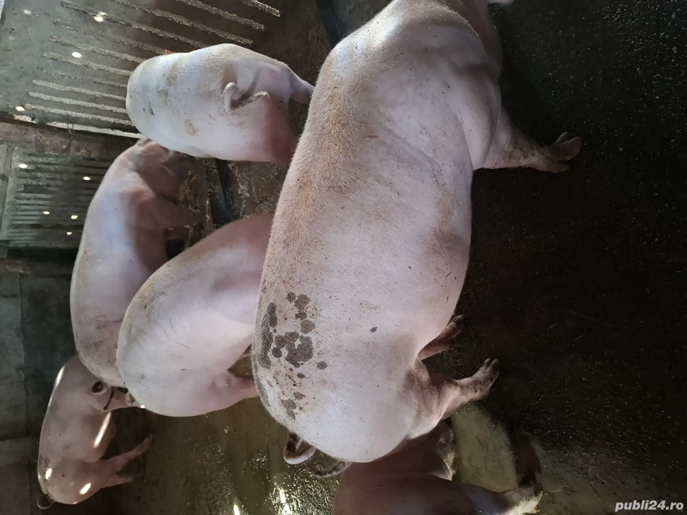 Porci rasa marele alb