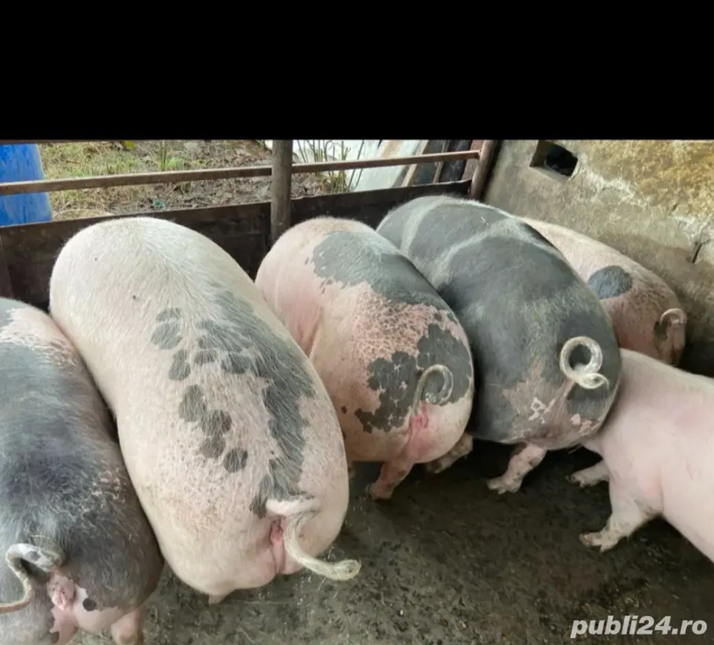 porci de vanzare