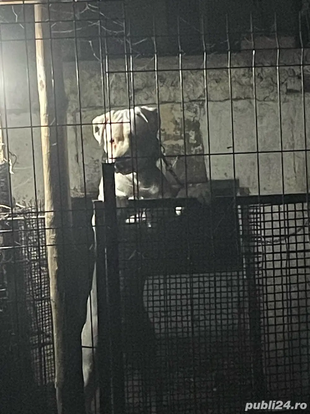 Vand pui din rasa Dog Argentinian