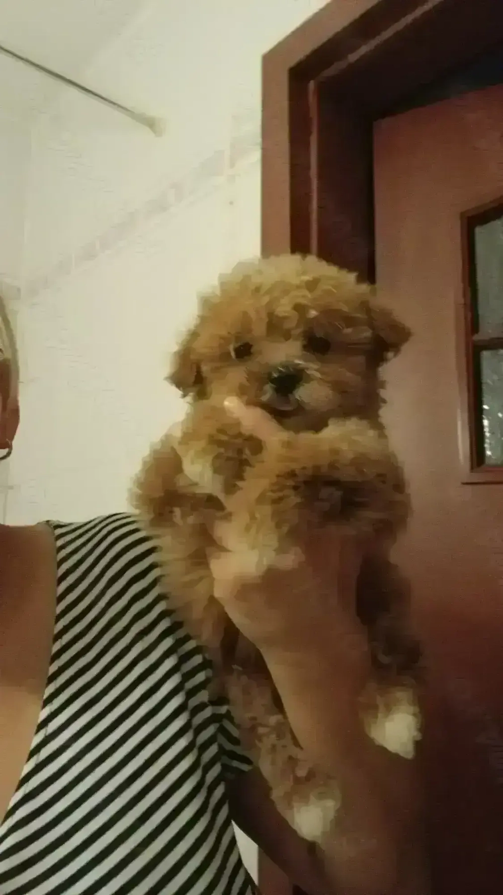 Maltipoo baietel , doua vaccinuri . Poza reala!