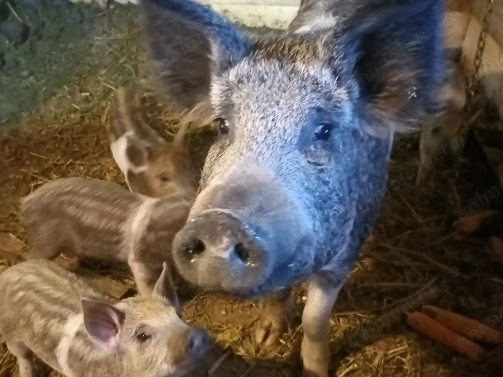 Purcei mangalița bazna