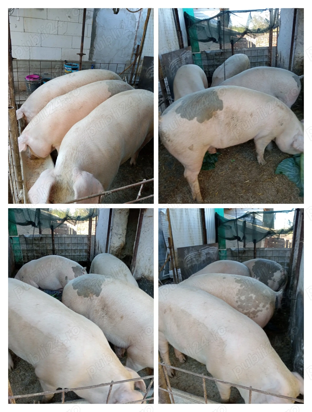 Porci de vînzare pentru masa de Crăciun în comuna Hotarele judetul Giurgiu! 