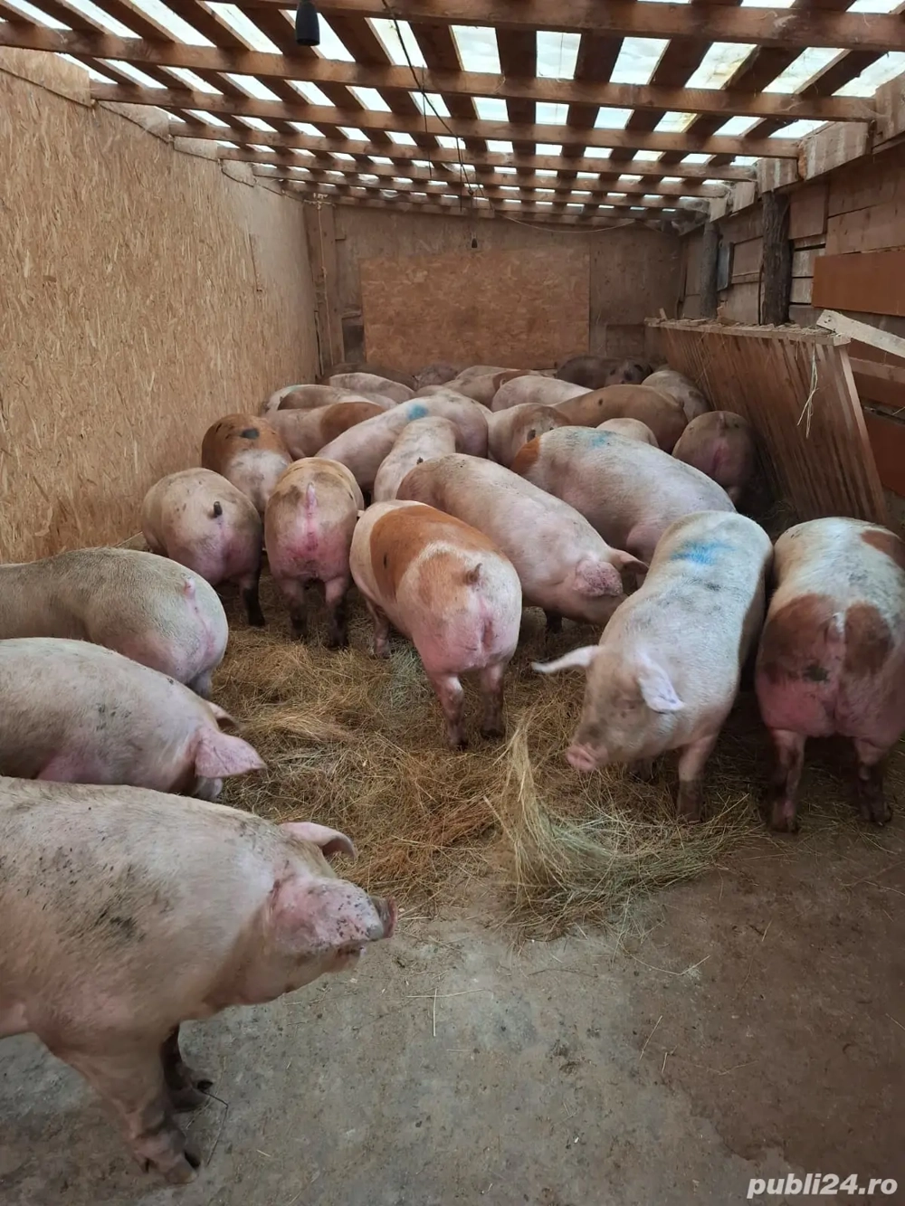 vând porci de carne