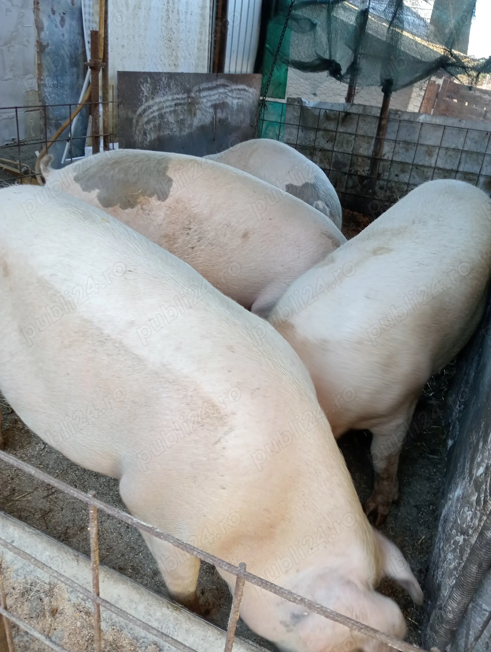 Porci de vînzare in comuna Hotarele judetul Giurgiu disponibil și carcasă! 