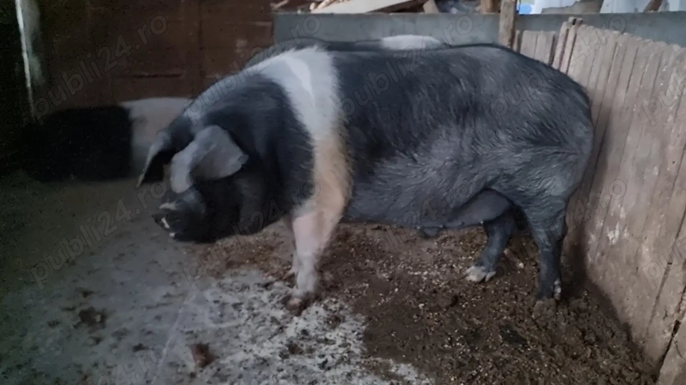 Porc de vanzare 