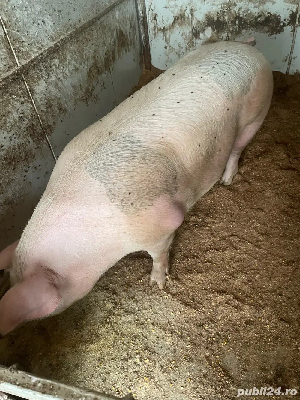 porci de vanzare 200 si 250 kg 