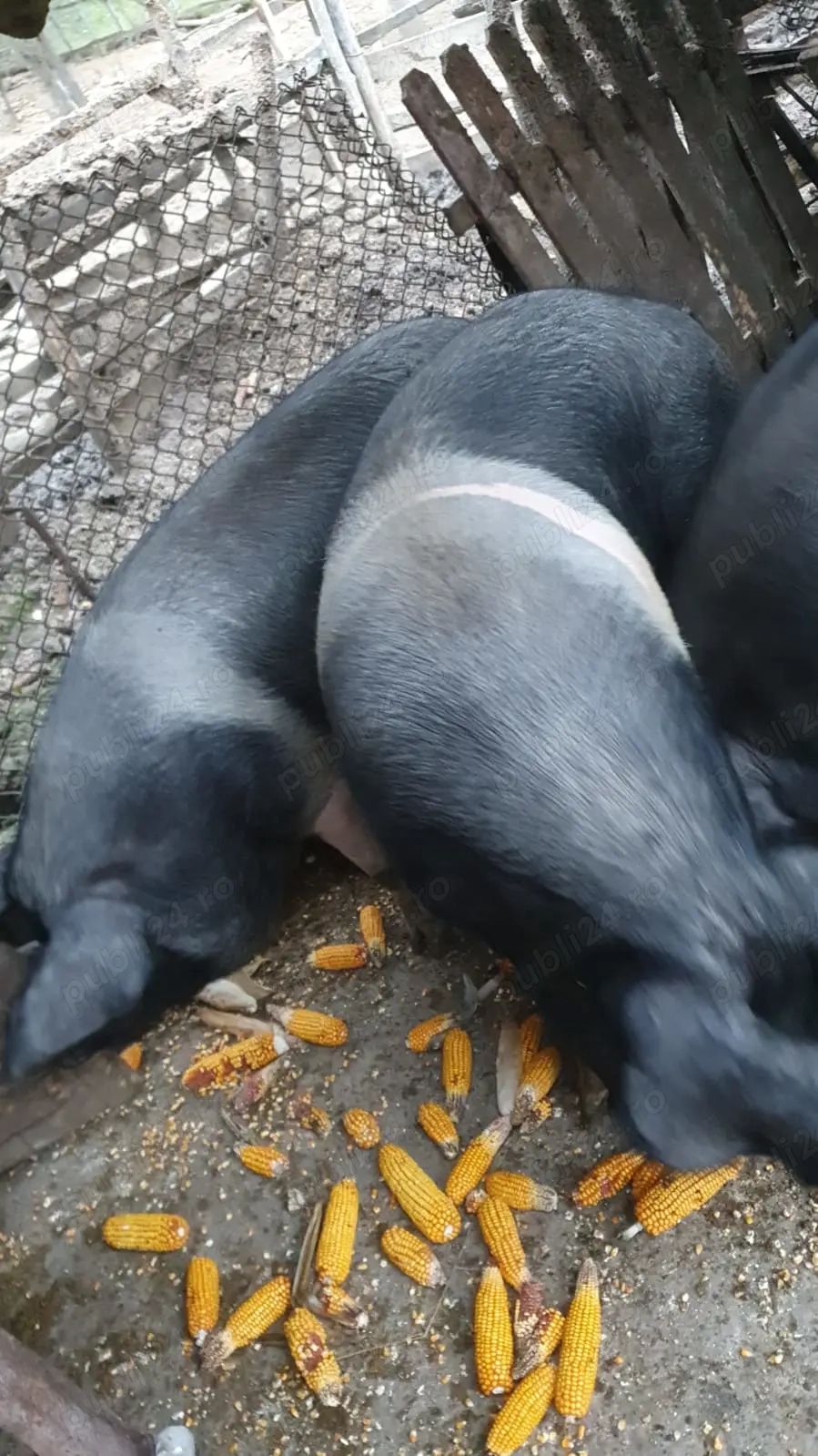 Vând porci pentru sacrificat 