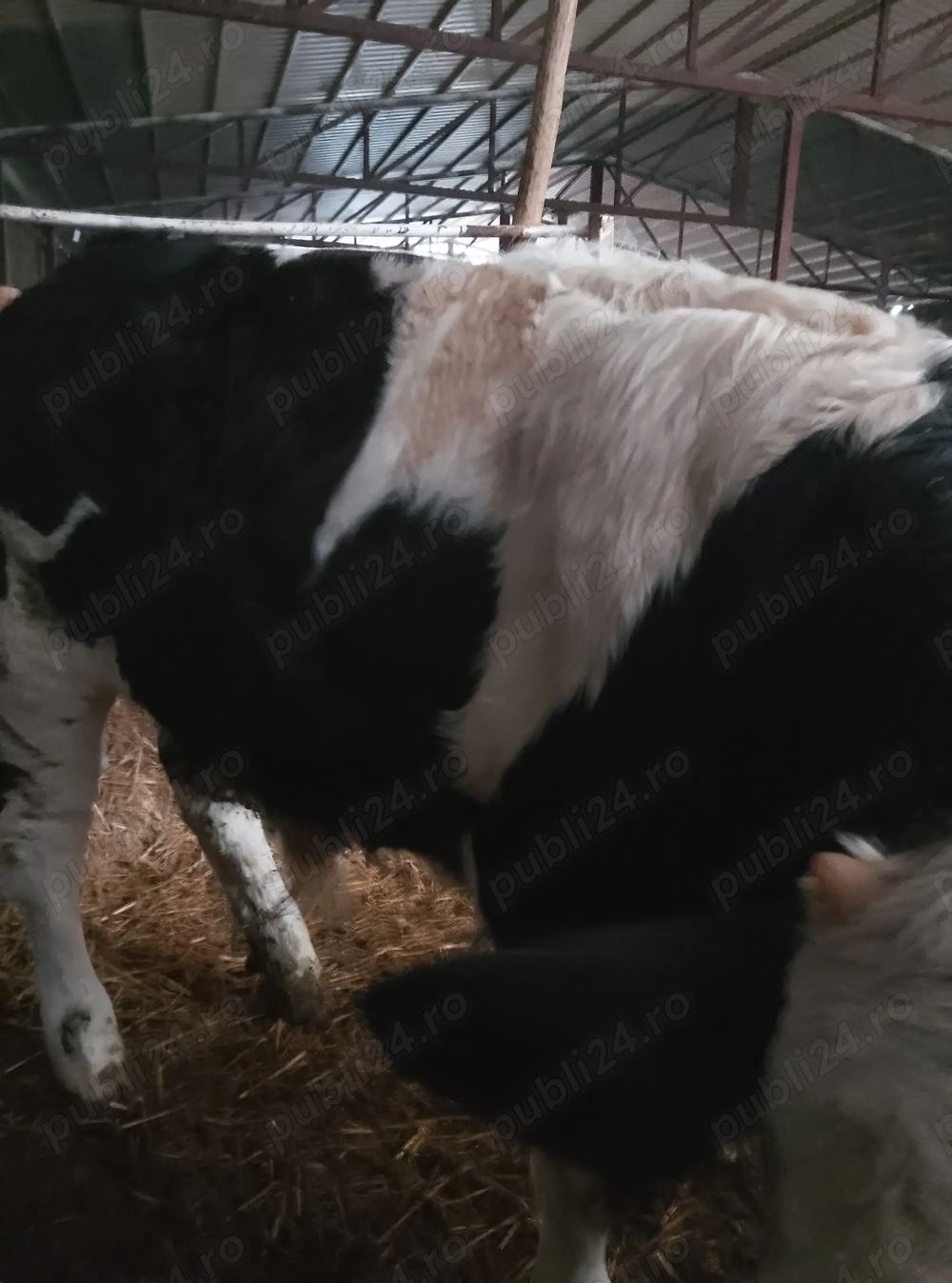 vand vitel de carne pt taiat de cca 320 kg