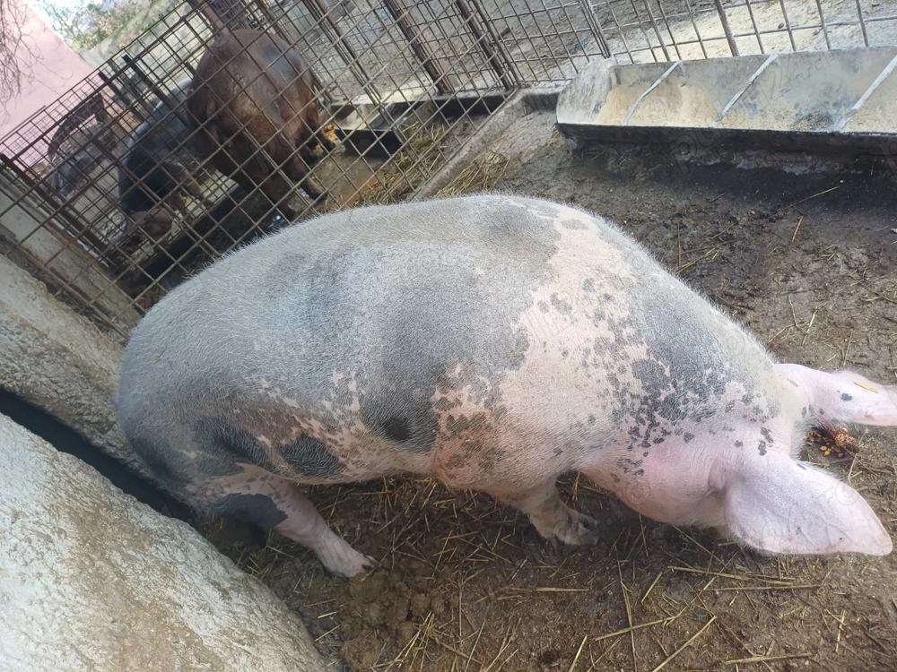 Vând porc  pietrain belgian rasa de carne pt tăiat 