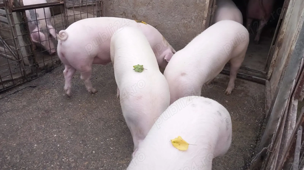 Porci de vânzare   Sat Solacolu, jud. Călărași (40 min de București)