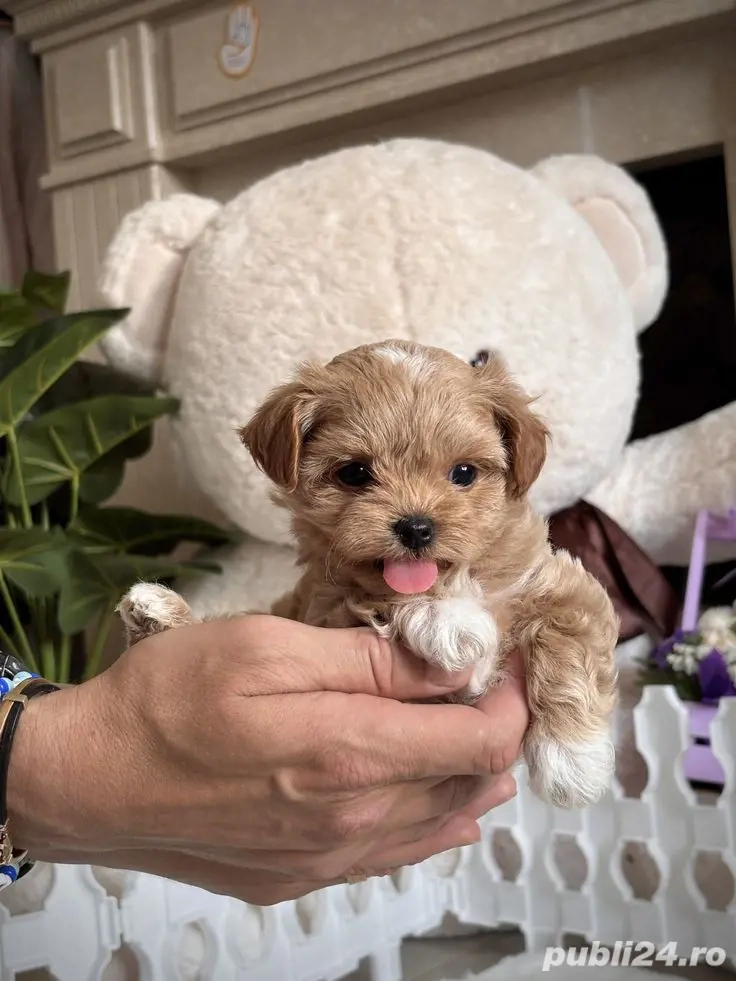 maltipoo poodle apricot mini toy 