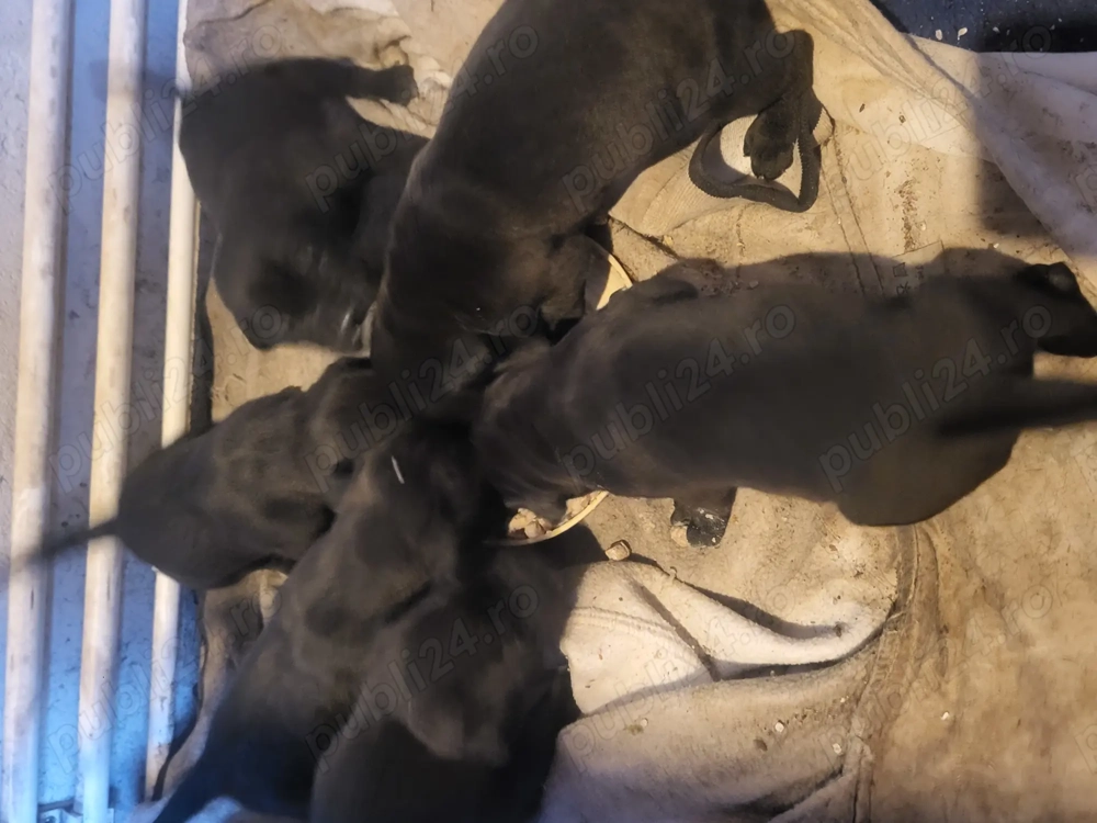 Cane Corso de vanzare