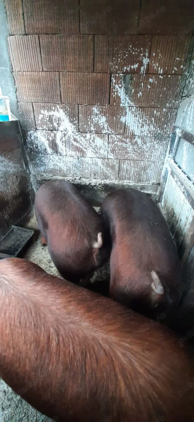 Vând porci rasa Duroc