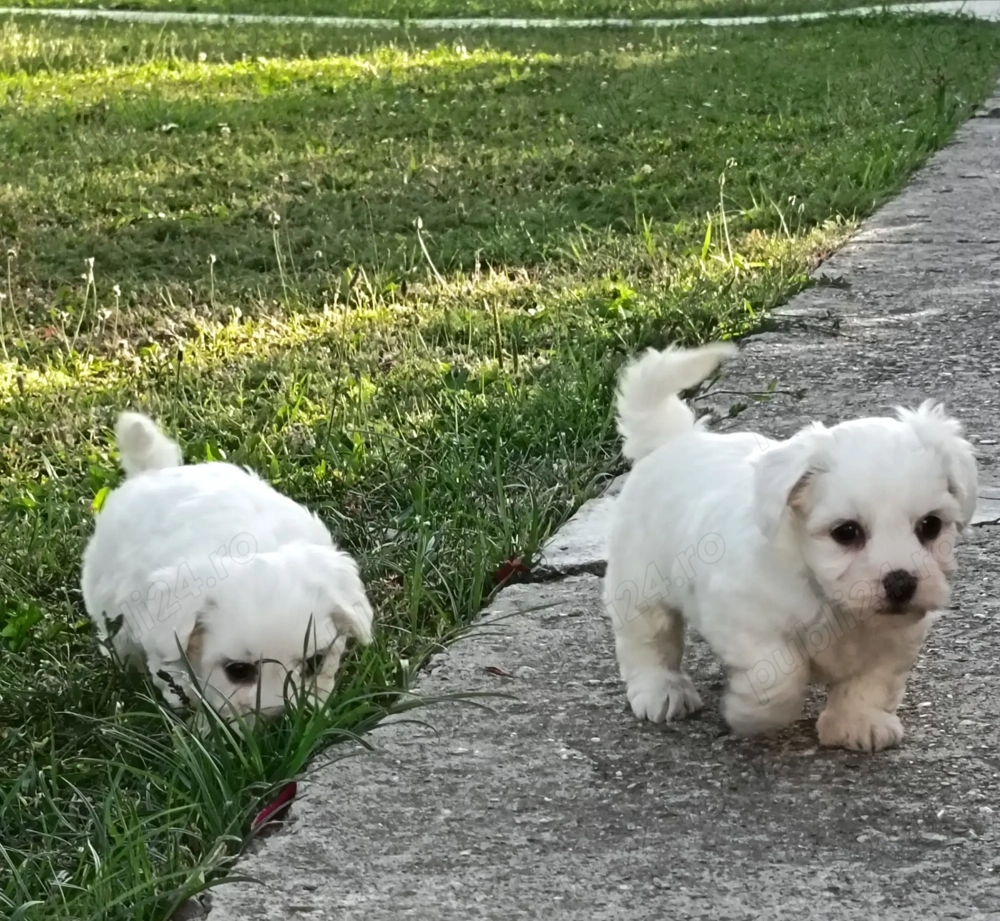 Băieței și fetițe bichon maltez 