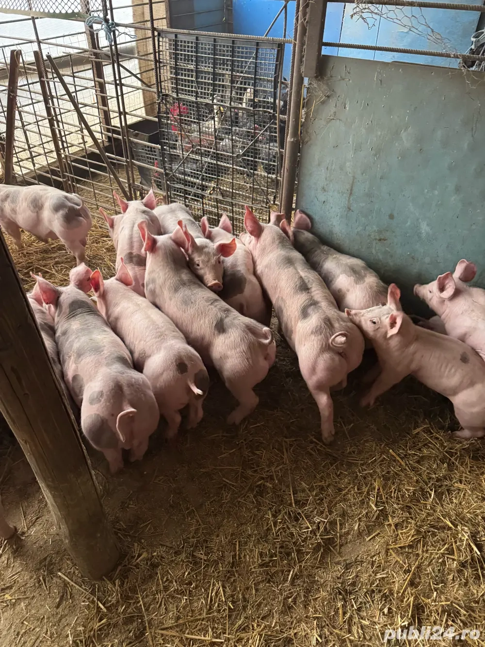 vand scrofite si vierusi