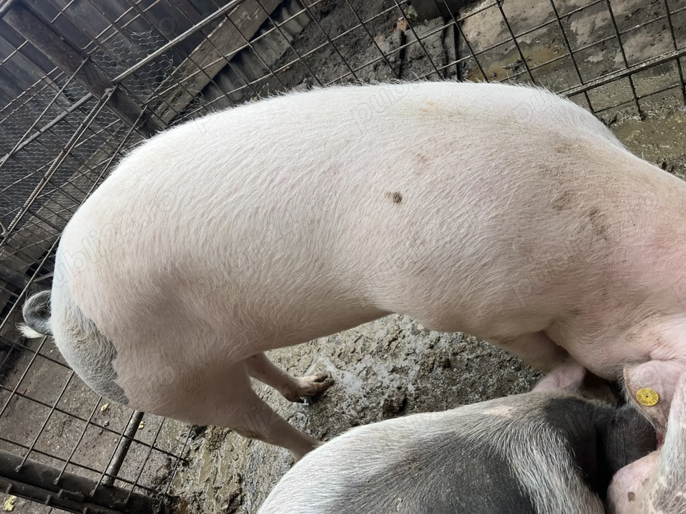  Vând porc. Rasa de carne.  17 lei per kg  în viu 