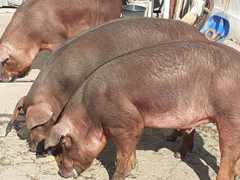 Porci duroc pentru sacrificat,aprox. 150 kg,tel. 