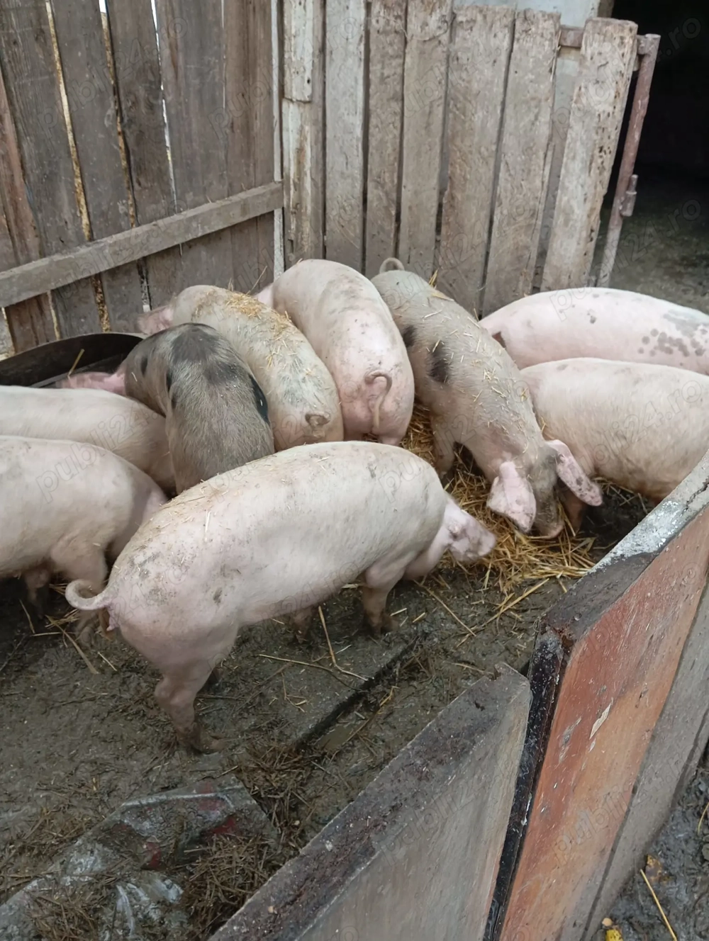 Vând purcei rasa de carne