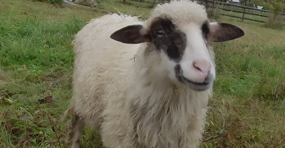 oaie 3 ani Vatra Dornei - eventual schimb cu caș ori alte produse la a doua oaie