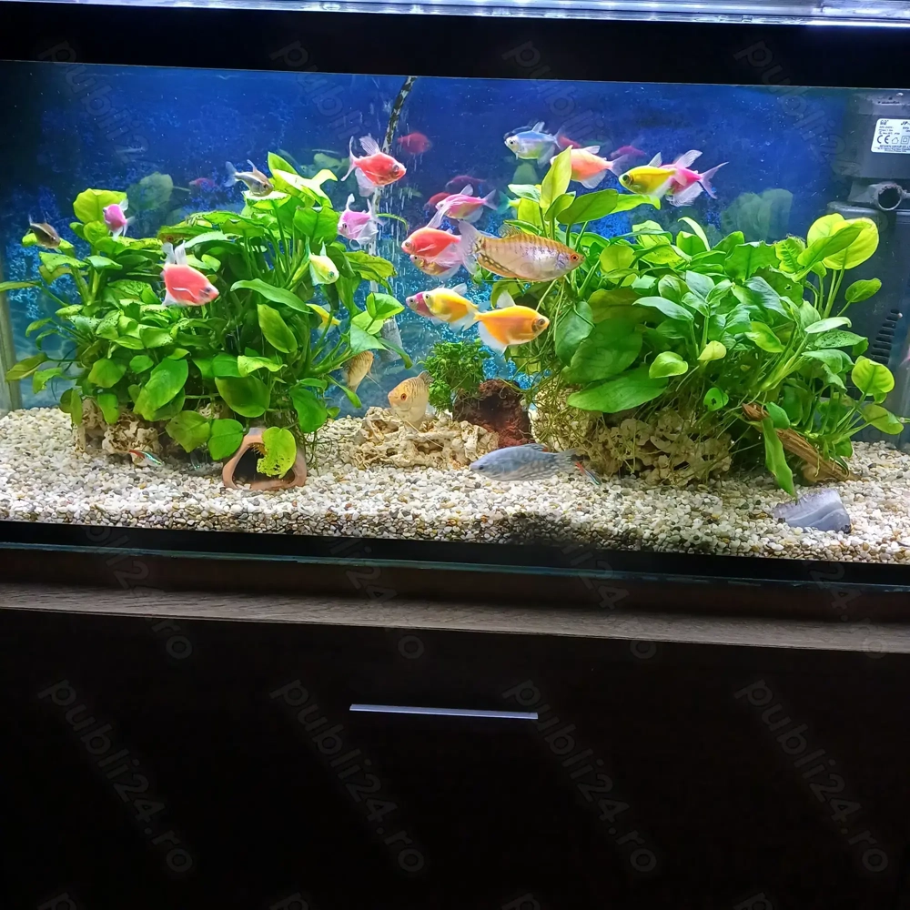 Vand acvarii echipate complet