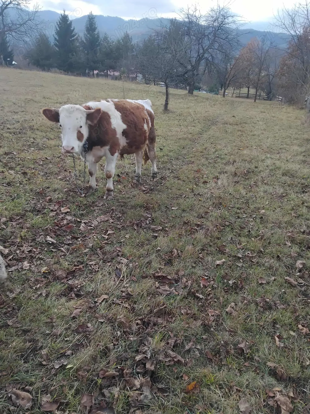 Vand vitel crescut bio