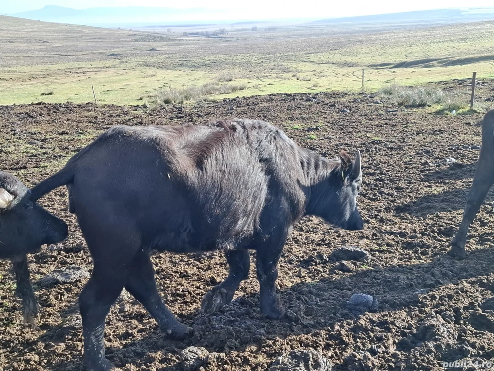 vand taurași de bivol