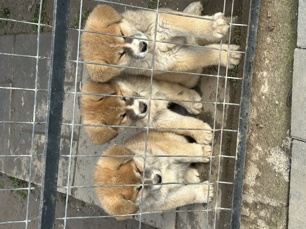 Akita inu japonez