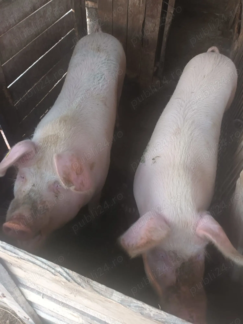 Porci de vânzare în viu 15 lei kg și carcasă 25 lei kg.