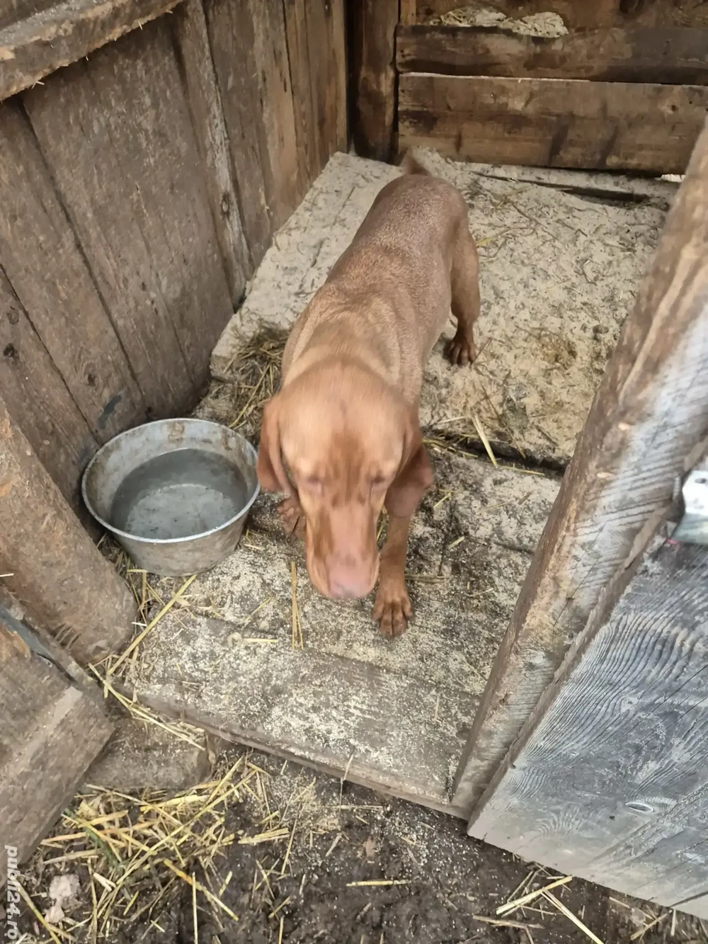 caine de trufe visla