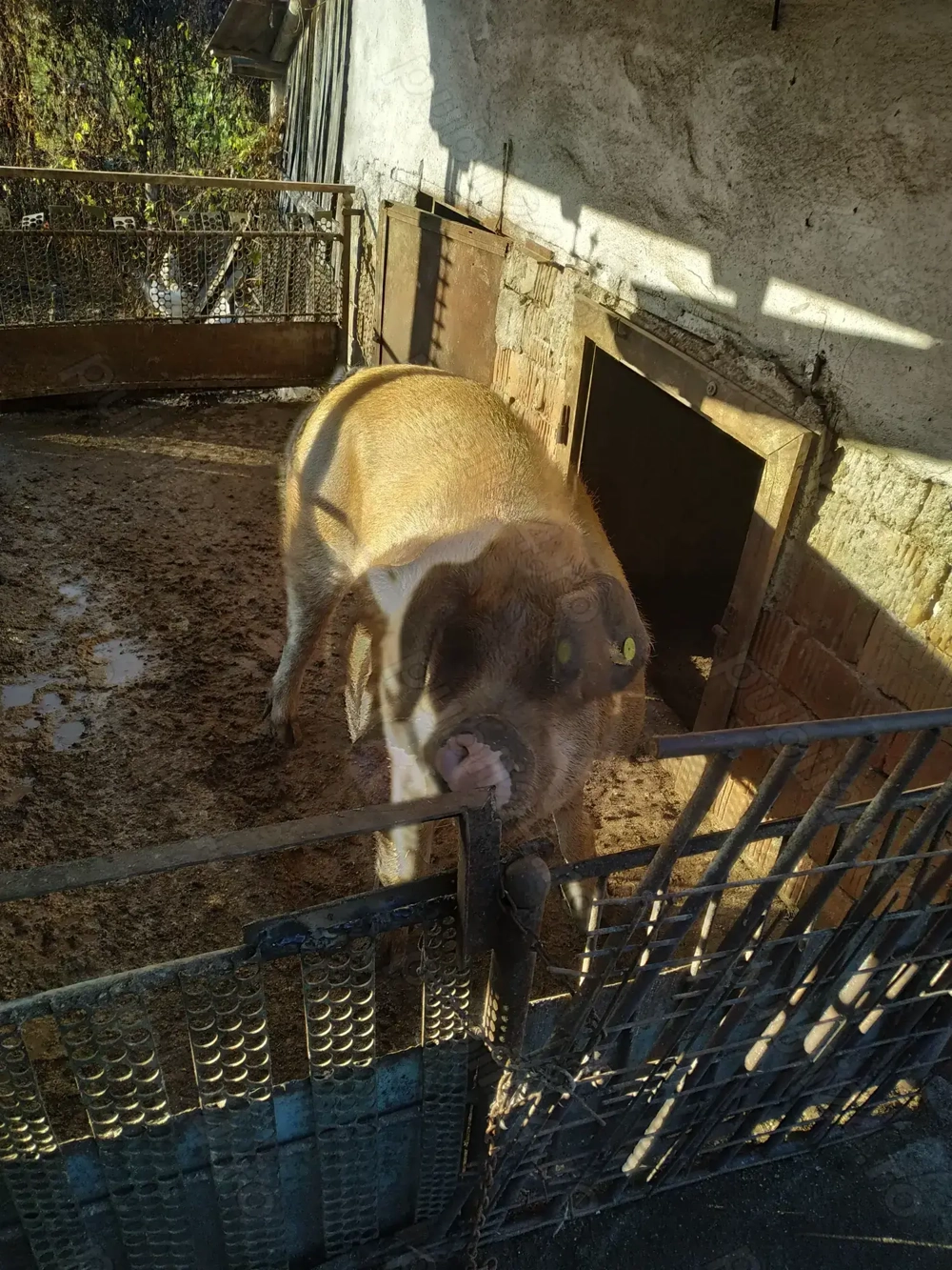 Vind porc 15lei kg negociabil