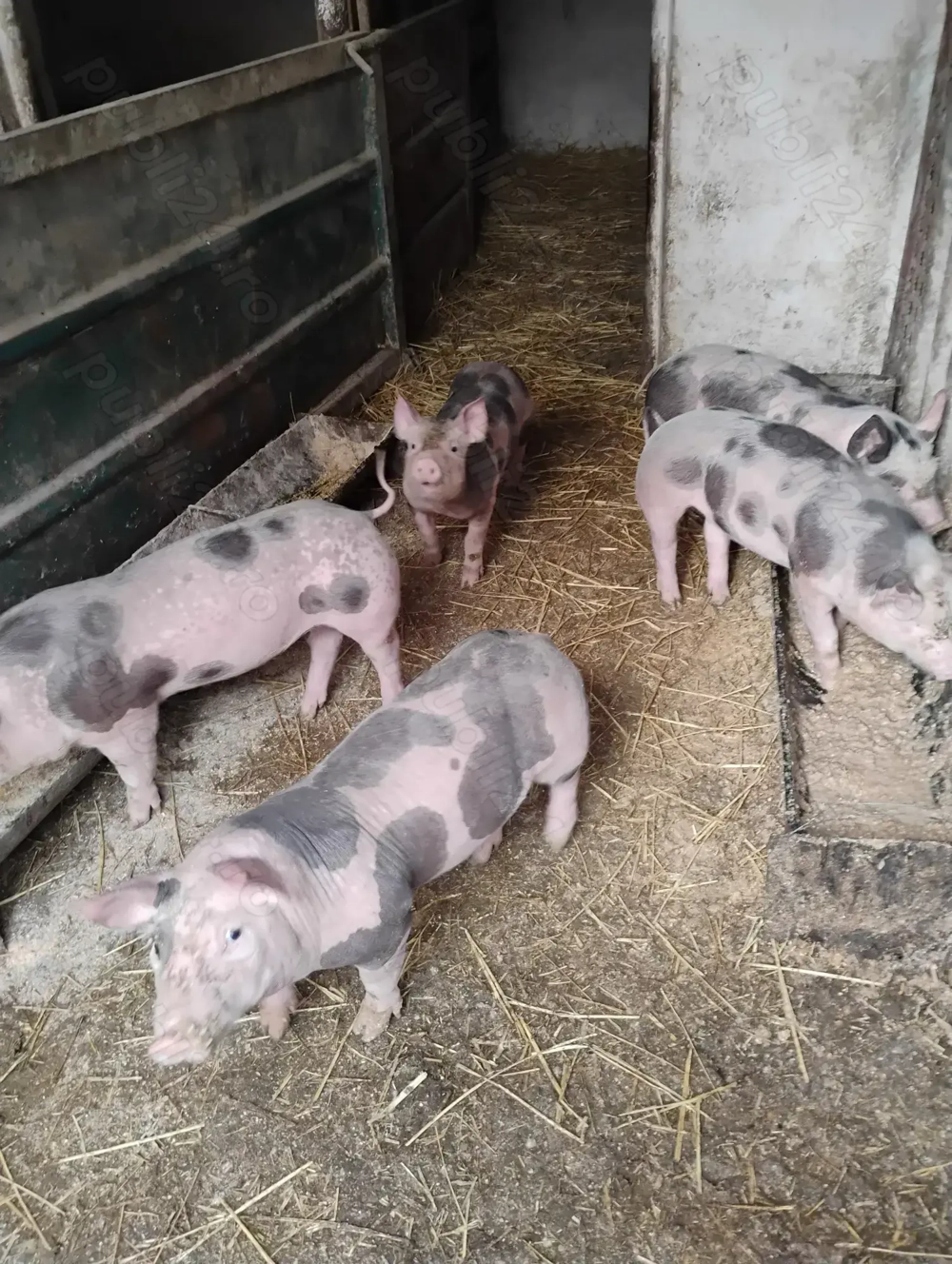 Purcei pietrain de vanzare 5 bucati