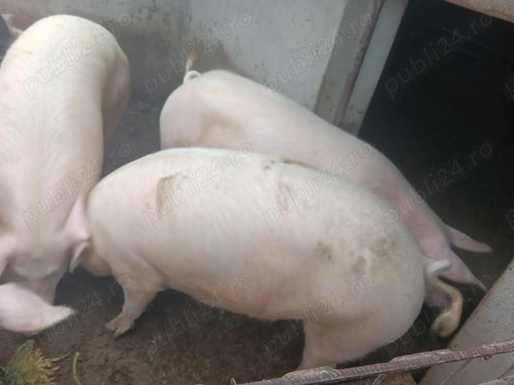 Vand porci crescuți cu hrana bio ! 